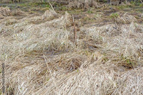 Last year's withered grass in the swamp