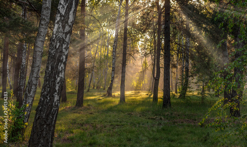 Morning. The sun rises. The forest is bathed in sunshine. A pleasant walk in nature. © Mykhailo
