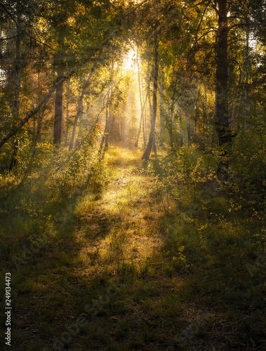 Fototapeta Naklejka Na Ścianę i Meble -  Morning. The sun rises. The forest is bathed in sunshine. A pleasant walk in nature.
