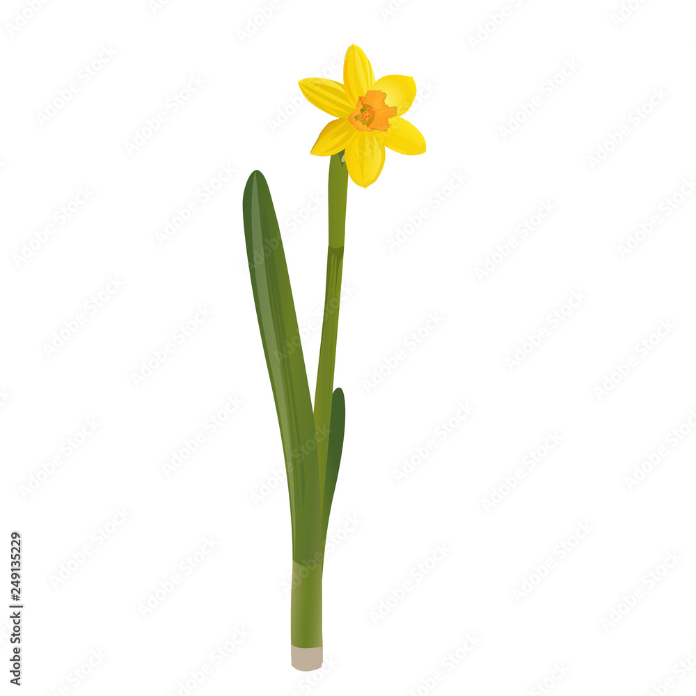 Fototapeta premium Daffodils on a white background. Vector illustration.