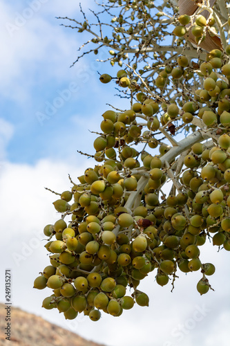 Bunch of dates fruits growing on palm tree close up photo