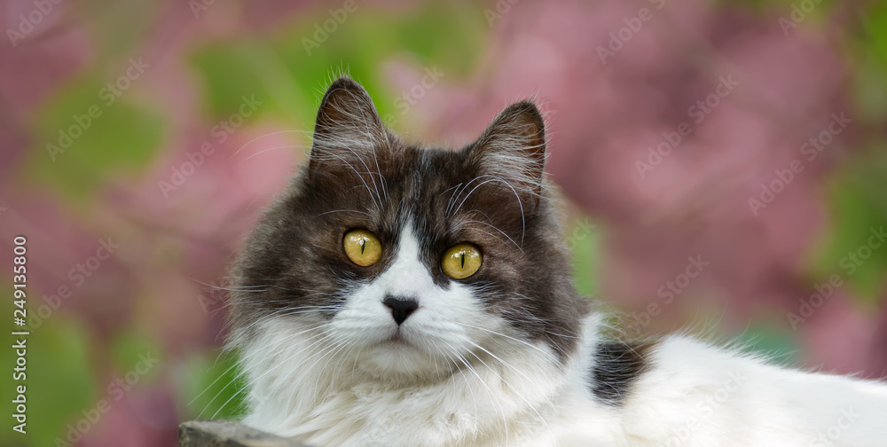 Black and white cat with yellow eyes portrait in front of dusky pink blossoms