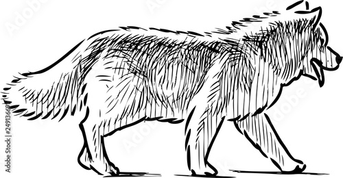 Sketch of a strolling guard dog
