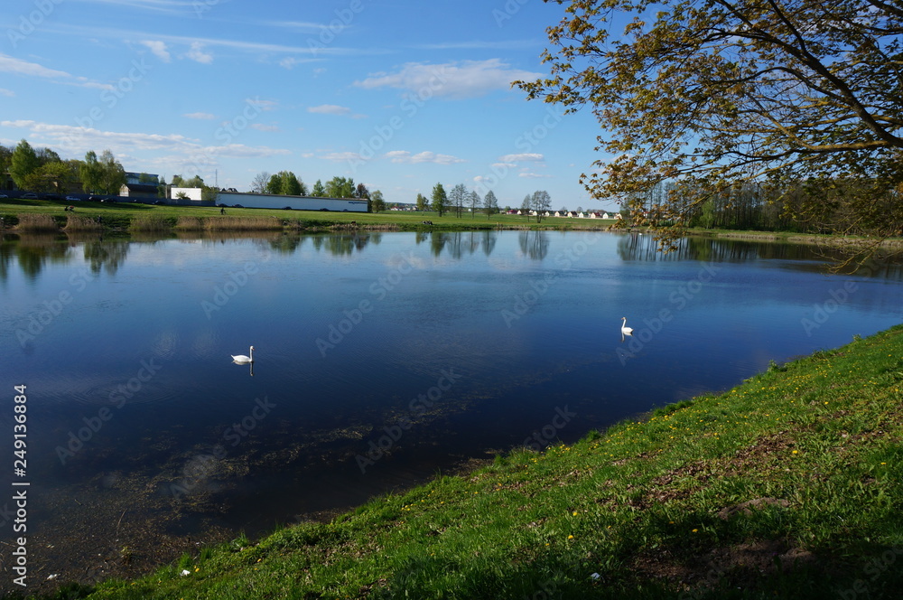 Swans on a pond in Nesvizh, Belarus
