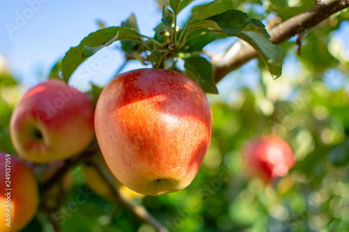 Harvesting apples in garden, autumn harvest season in fruit orchards
