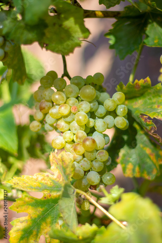 Wallpaper Mural New harvest of white wine grape riesling Torontodigital.ca