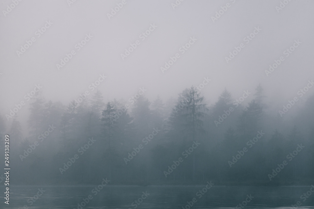 views of forest among fog in border of the lake with mysterious trees