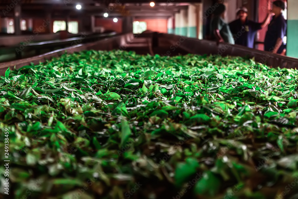 Tea leafs drying in a production line in a tea factory Tea leafs drying in a production line in a tea factory