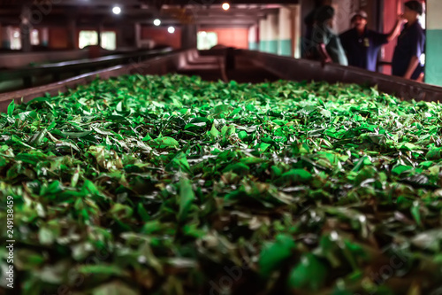 Tea leafs drying in a production line in a tea factory