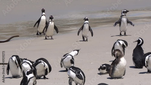 South Africa penguins come up from ocean at Boulders beach