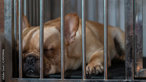 White French Bulldog sleeping in the cage. The dog is so pity. © bzjpan