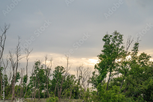 mangrove forest with the twilight light gold color no the sky.