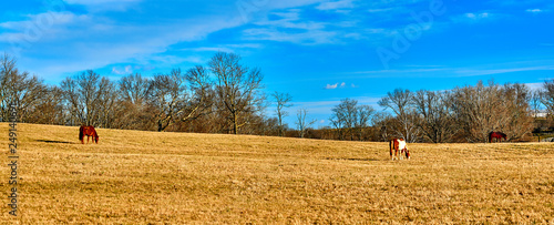 Two Horse Grazing in Field photo