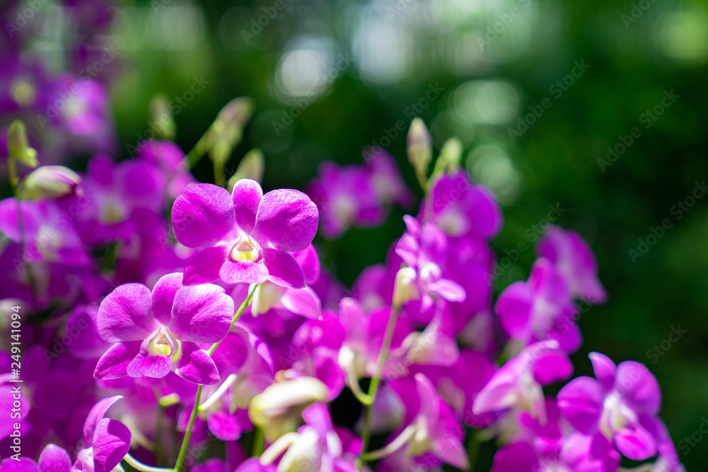 close up highlight beautiful purple orchid in the garden.