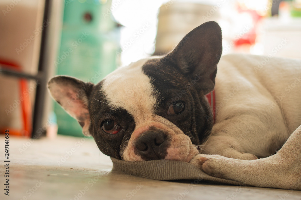 Old French Bulldog laying on the floor. The dog's looking at the camera.