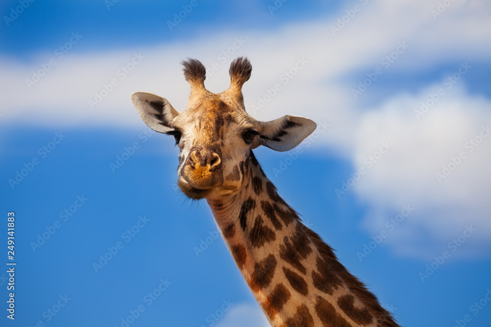 Large close photo of giraffe head over blue sky Large close photo of giraffe head over blue sky