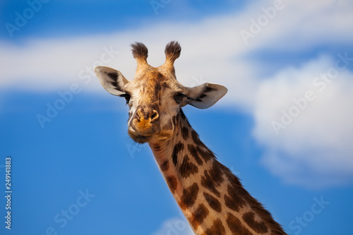 Large close photo of giraffe head over blue sky
