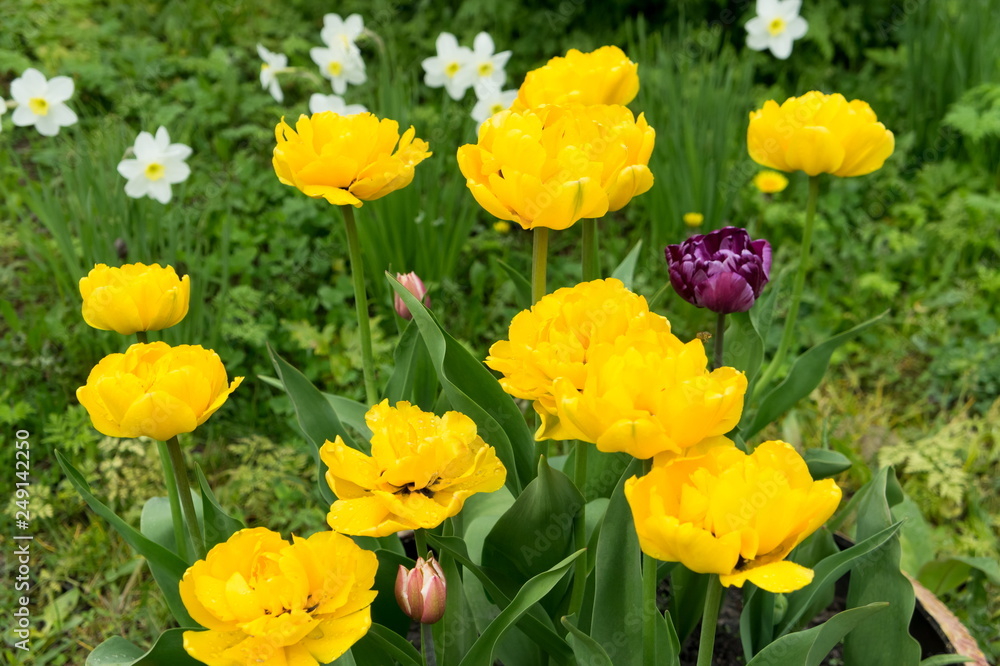 Fototapeta premium Group of yellow tulips in bloom in the spring garden on the background of white daffodils.
