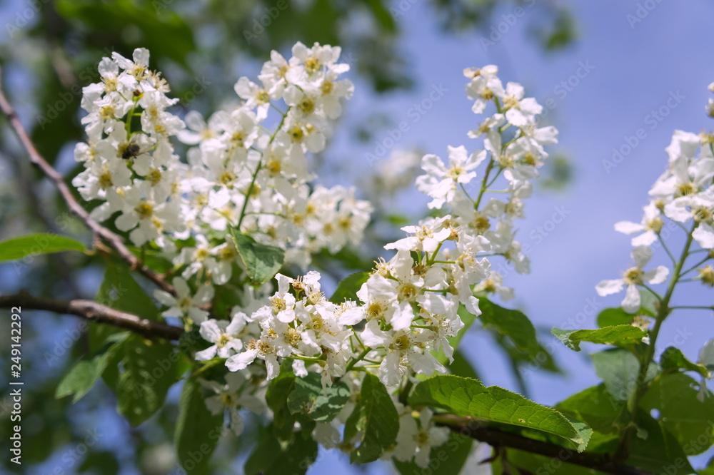 A branch of a white bird cherry tree (Prunus padus) blooms against the sky in spring. A branch of a white bird cherry tree (Prunus padus) blooms against the sky in spring.