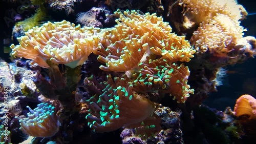 Colorful tropical coral reef.