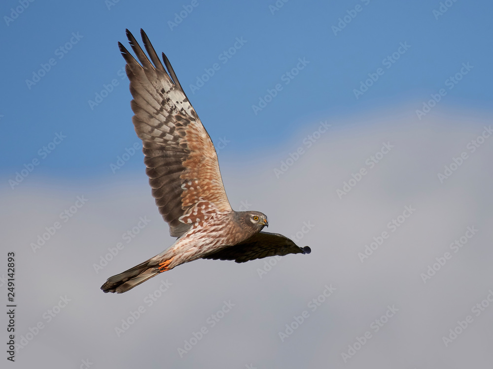 Obraz premium Montagus harrier (Circus pygargus)