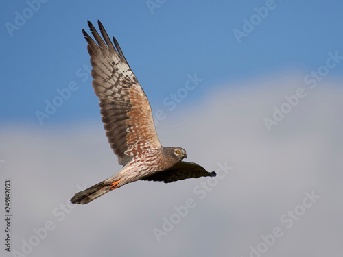 Montagus harrier (Circus pygargus)