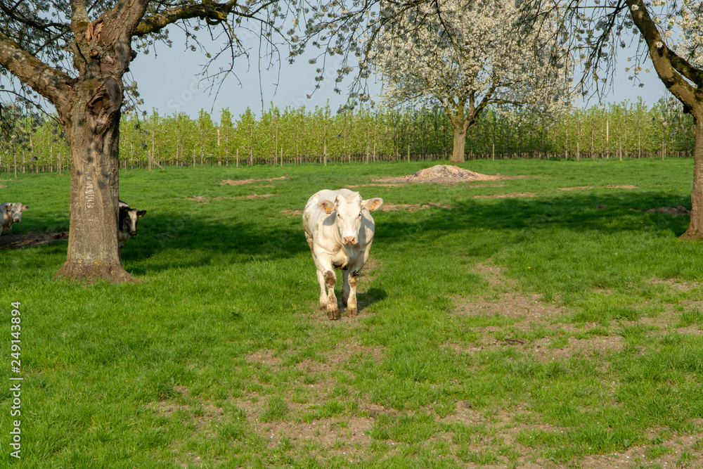 Belgian Blue cow, very big special beef cattle with double-muscling lean on farm in springtime Belgian Blue cow, very big special beef cattle with double-muscling lean on farm in springtime