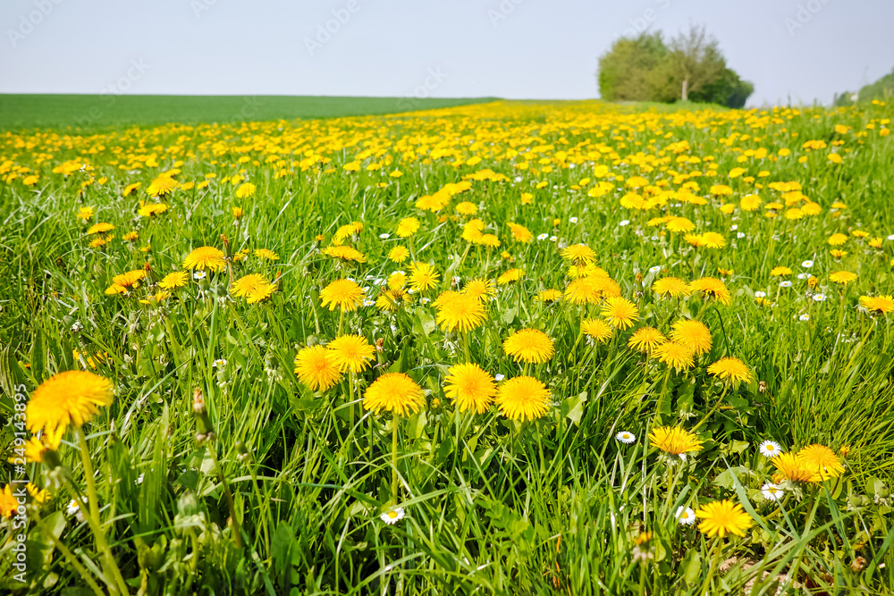 Spring fields panorama landscape with fresh green grass and buttercup yellow flowers