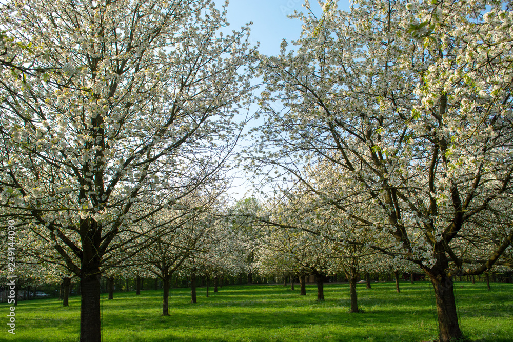Cherry tree blossom, spring season in fruit orchards in Haspengouw agricultural region in Belgium, landscape