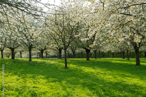 Cherry tree blossom, spring season in fruit orchards in Haspengouw agricultural region in Belgium, landscape