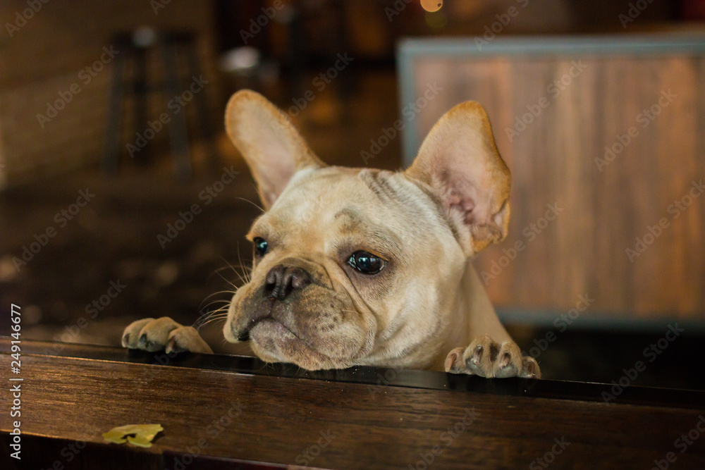Close up white French Bulldog climbing the sofa looking to its owner. The dog feeling doubt.