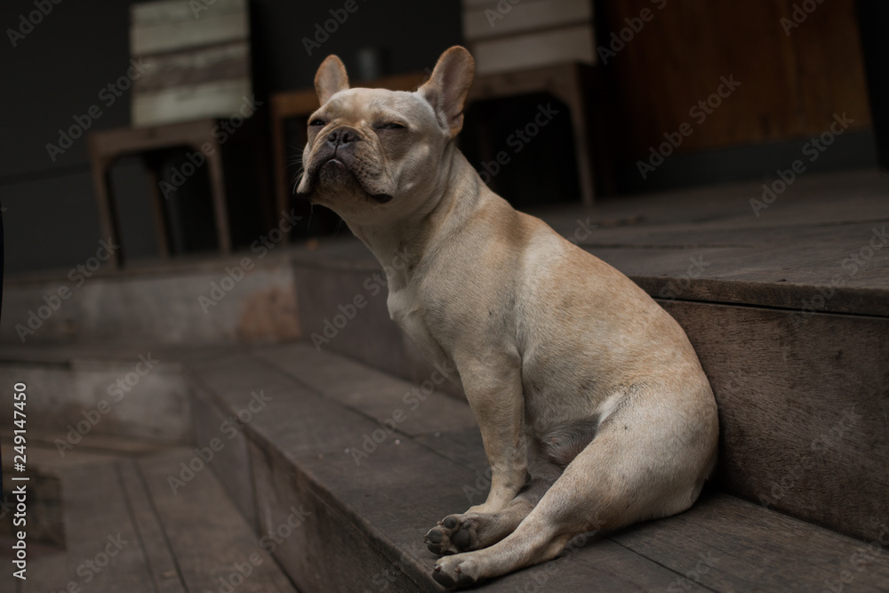 White French Bulldog sitting and looking up to sky. The dog feeling lonely.