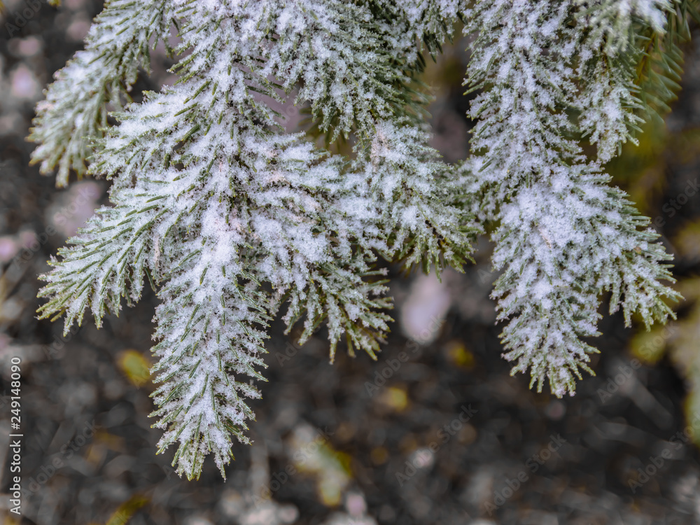 The branches of a coniferous tree in spring. Melting snow and water drops. Thaw. Blurred background. The concept of the end of winter and early spring. The branches of a coniferous tree in spring. Melting snow and water drops. Thaw. Blurred background. The concept of the end of winter and early spring.