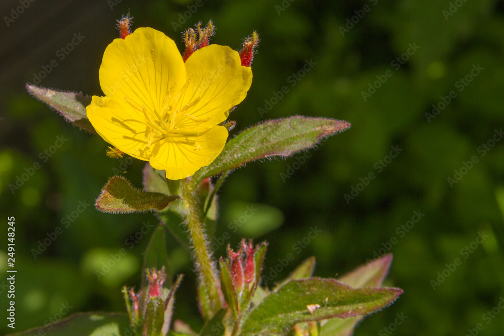 Oenothera blooming in the summer garden Oenothera blooming in the summer garden