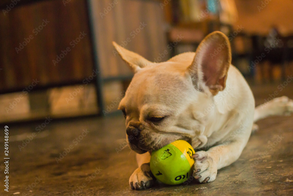 White French Bulldog playing its ball and looking to its owner.