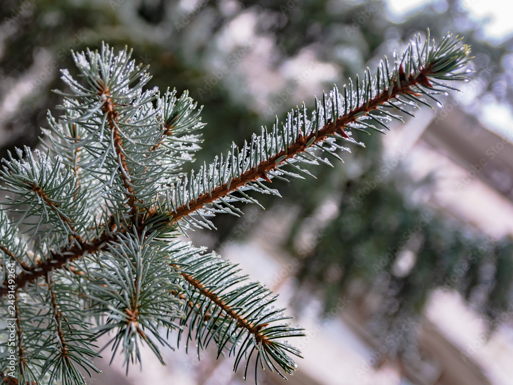 The branches of a coniferous tree in spring. Melting snow and water drops. Thaw. Blurred background. The concept of the end of winter and early spring. The branches of a coniferous tree in spring. Melting snow and water drops. Thaw. Blurred background. The concept of the end of winter and early spring.