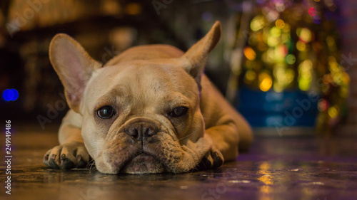 White French Bulldog laying on the floor and looking to the camera. © bzjpan