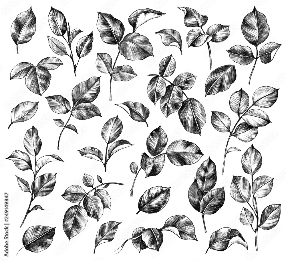 Hand drawn set of Rose Leaves Stock Illustration Adobe Stock