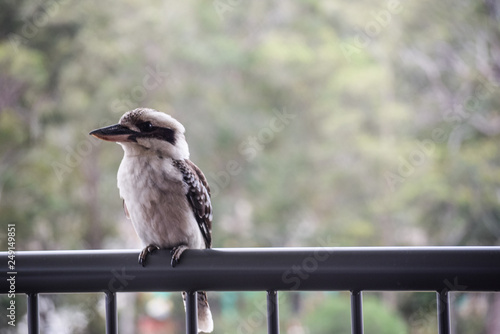 Kookaburra photo