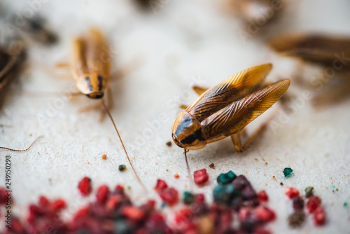 Macro picture of a cockroach crawling to the bait photo