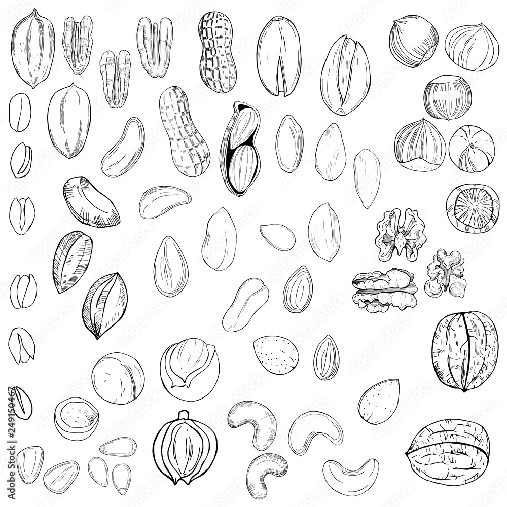Hand drawn nuts. Vector sketch  illustration.