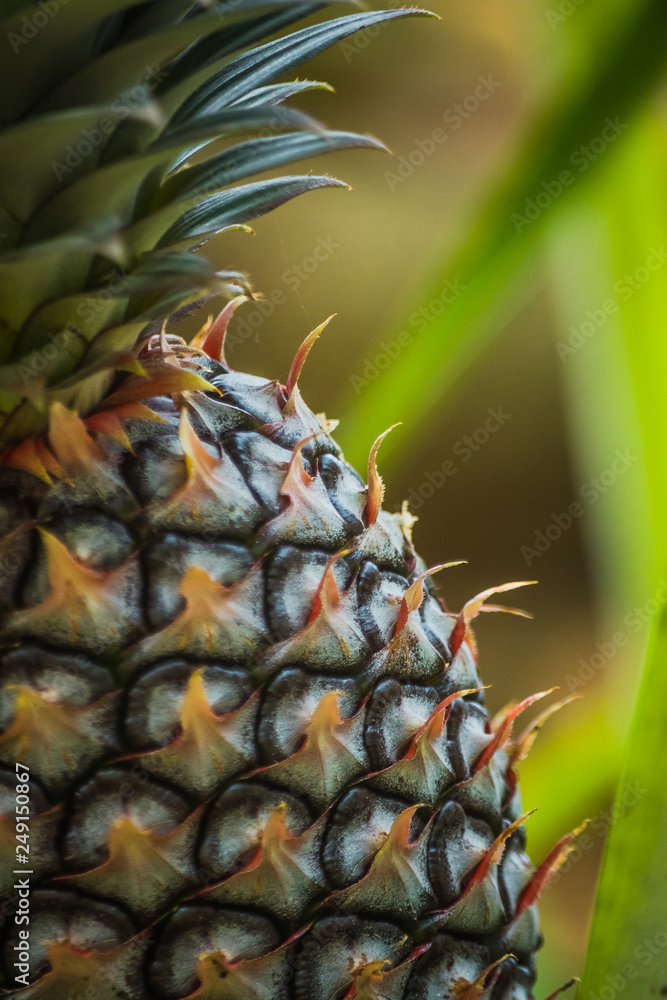 Close Up Of Pineapple In The Garden Close Up Of Pineapple In The Garden