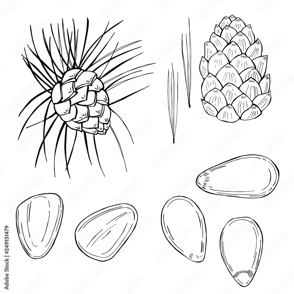 Fototapeta premium Hand drawn nuts. Pine nut. Vector sketch illustration.