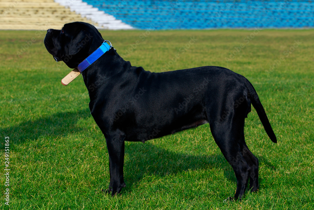 Dog breed Italiano Cane Corso