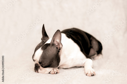 A young dog breed Boston Terrier lies on his stomach and sleeps on a light background. minimalism