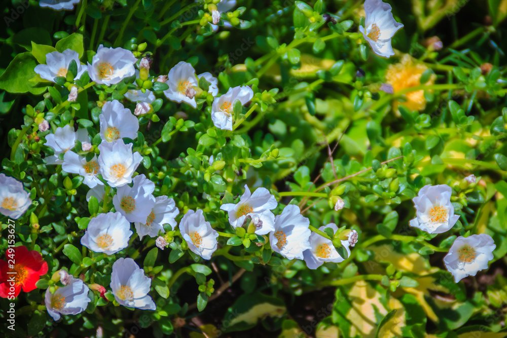 Beautiful white portulaca oleracea flower, also known as common purslane, verdolaga, little hogweed, red root, or pursley. Beautiful white portulaca oleracea flower, also known as common purslane, verdolaga, little hogweed, red root, or pursley.