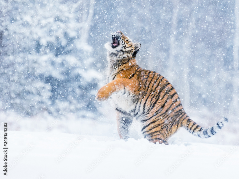 Tiger portrait in cold winter. Tiger in wild winter nature. Action wildlife  scene, danger animal. Stock Photo | Adobe Stock
