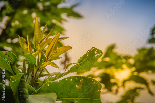 Organic young green leaves of Careya arborea tree, also known as Wild Guava, Ceylon Oak, Patana Oak, and Slow Match Tree in English. Careya arborea is a species of tree in the Lecythidaceae family. photo