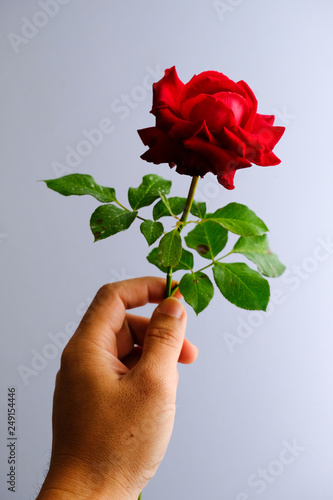 Roses for romantic Valentines Festival