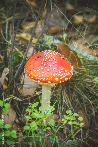 Toadstool mushrooms growing in the forest. Selective focus. © Erik